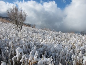 IMG_0947
