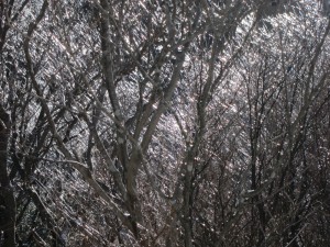 IMG_0952