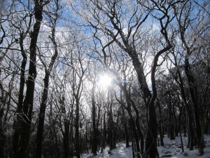 IMG_0958
