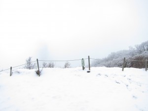 IMG_0978
