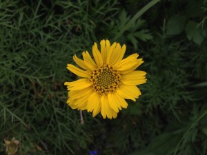 IMG_4318