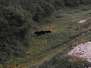 薬師岳の熊
