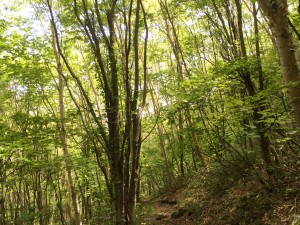 IMG_2987