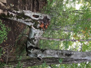 IMG_5151