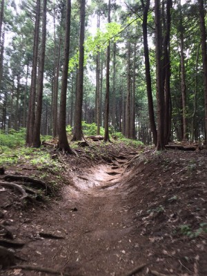 new_登山道
