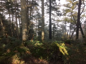 IMG_0390