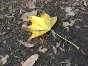 IMG_0887