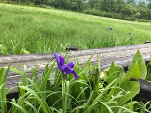 millet_20170727_10