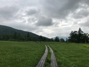 millet_20170727_3