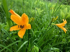 millet_20170727_9