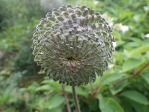 IMGP2436