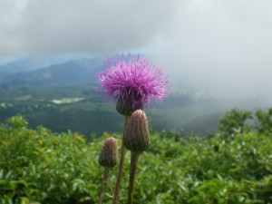 IMGP2454