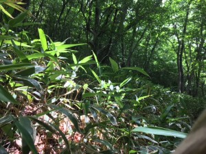 IMG_0717