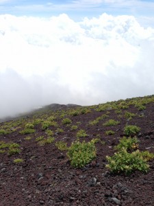 IMG_2590