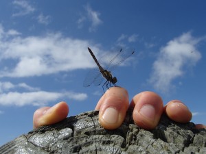 P8190274