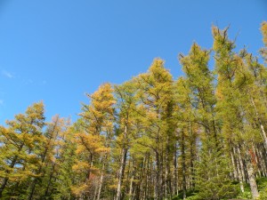 DSCN0132