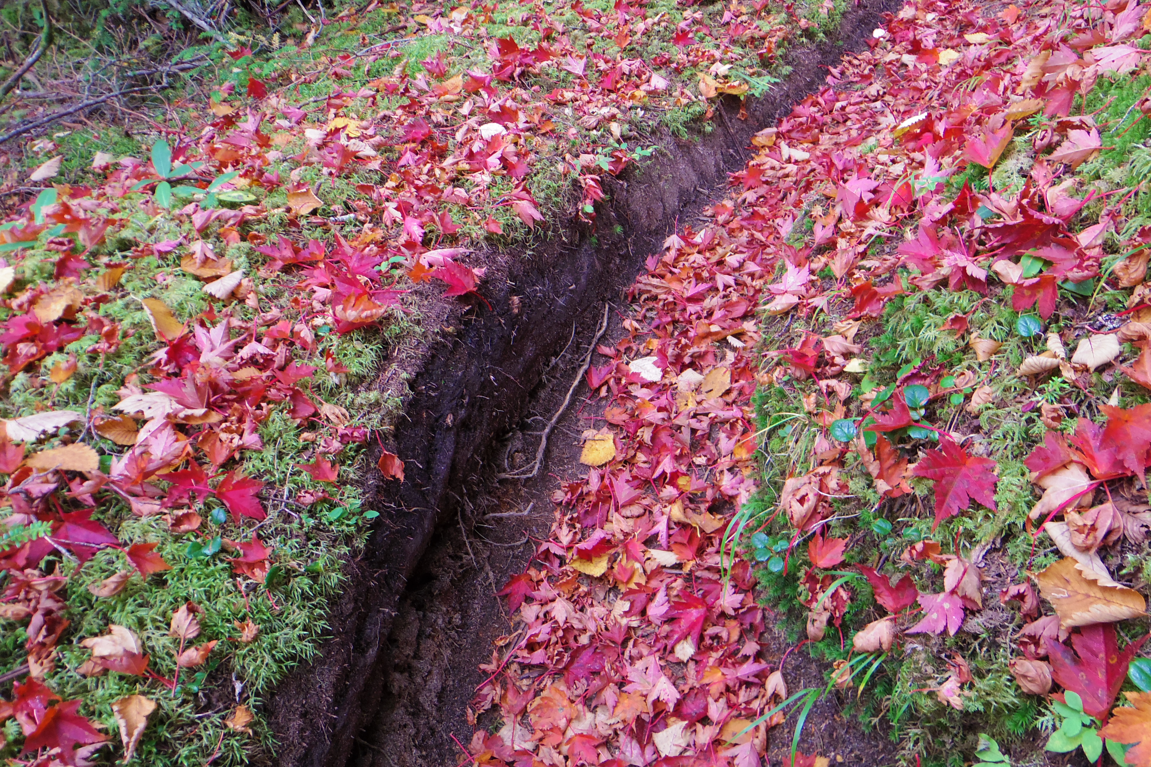 IMGP0748
