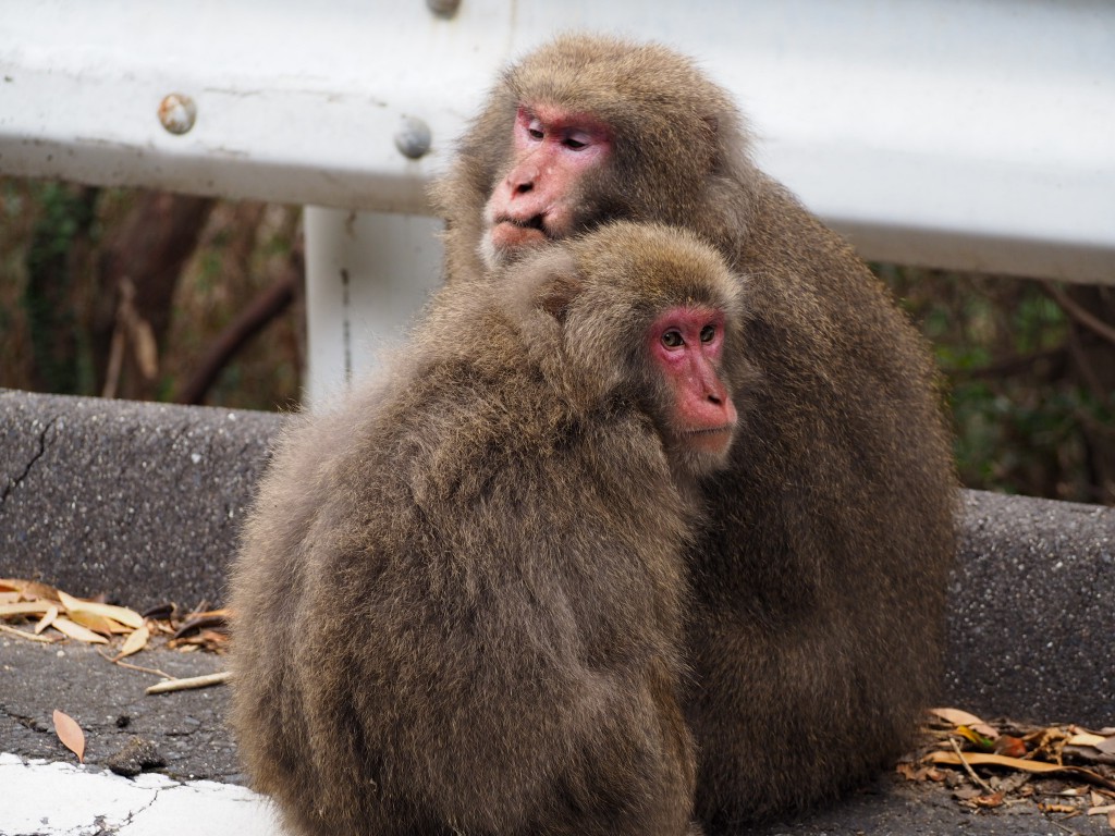 西部林道のサル