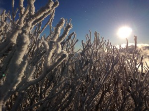 IMG_4943