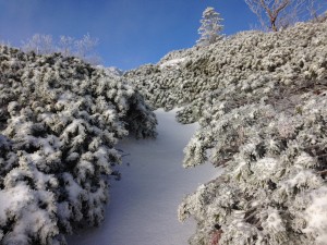 IMG_4950