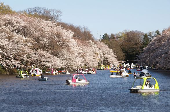「井の頭公園 無料」の検索結果 - Yahoo!検索（画像） - Internet Explorer_2015-03-20_18-01-04