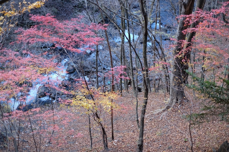 DSCF0375 (800x533)