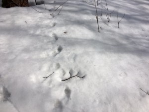 IMG_0301