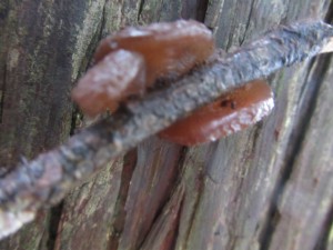 IMG_0940
