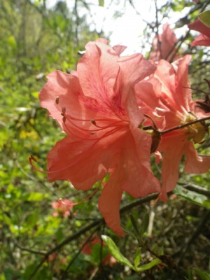 IMGP9498