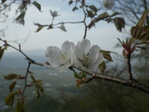 IMGP9536