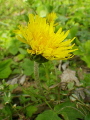 IMGP9621
