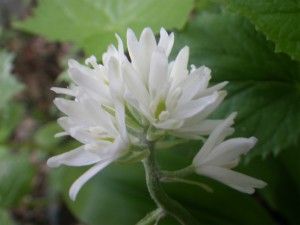 IMGP9680