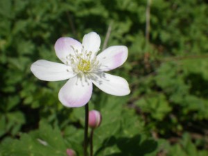 IMGP9894