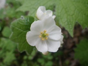 IMGP9905