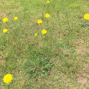 長たんぽぽ1049