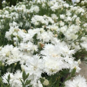 なでしこ1051