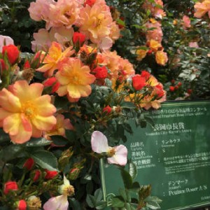 賞2　1033