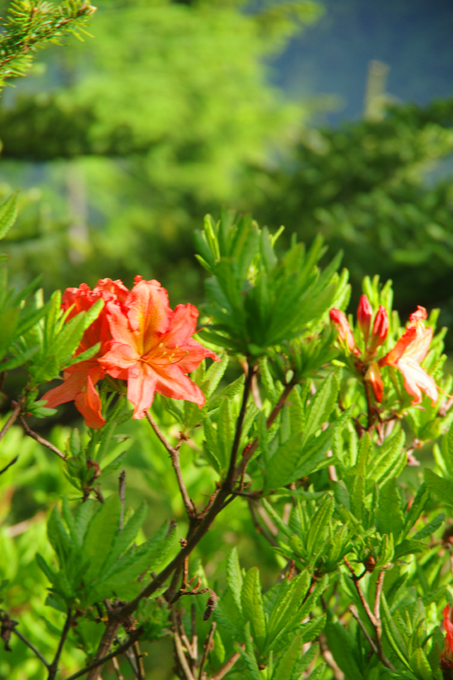 6月上旬~7月上旬にに見られるレンゲつつじ