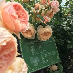 賞1　1031