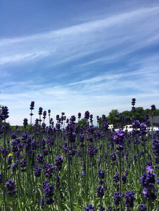 らべ_IMG_1350
