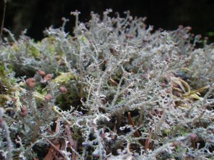 IMGP0370