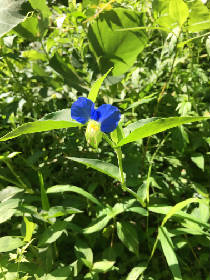 ツユクサ_IMG_1765