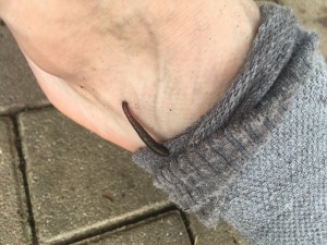 IMG_8365