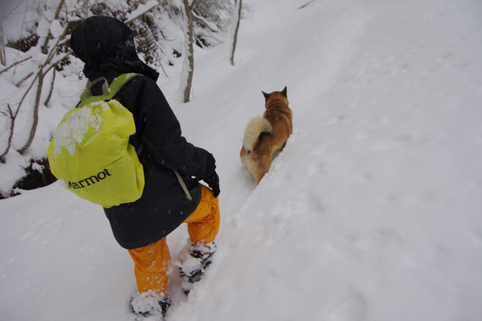 K5IP7063ラッセル犬