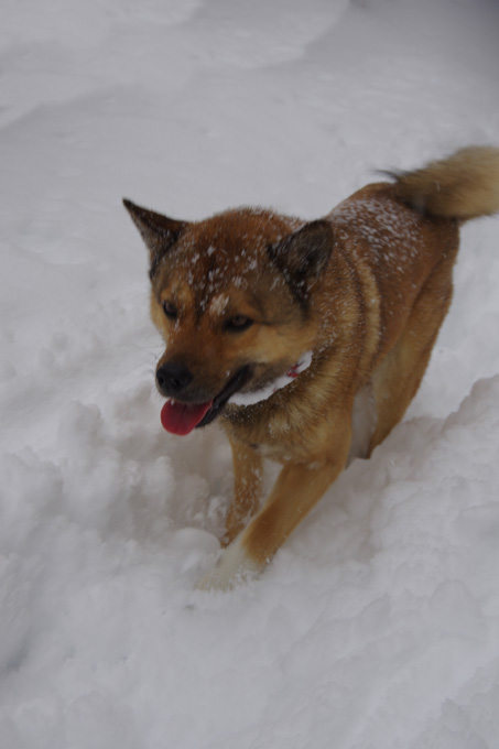 K5IP7052川上犬岳
