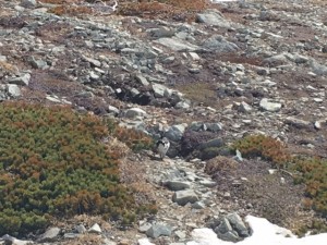 IMG_1291
