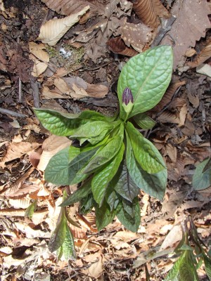 P4300016