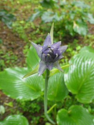 IMGP2311