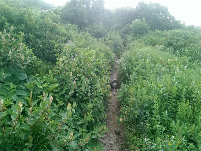 IMAG3475_R