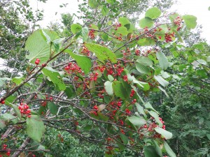 DSCF1114